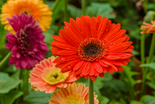 Orange, yellow and red gerbera flowering plants